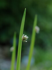 水田雑草の犬蛍藺