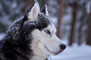 Portrait magnificent Siberian husky dog with blue eyes. Husky dog in winter forest lies on the...