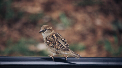 sparrow on a fence