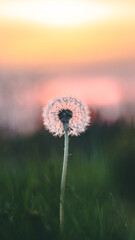 dandelion in the sun