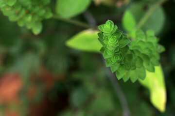 Obraz premium Narrow stem and green rose flowers