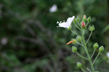 Pavonia Zeylanica plant life science and structure