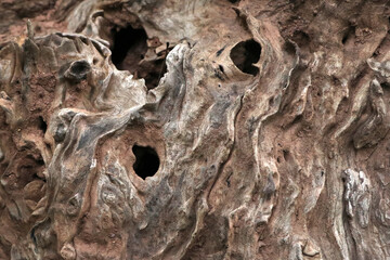 Wood paint texture backdrop of the tree