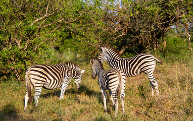 Fototapeta na wymiar A family of zebras isolated in the Kruger National Park in South Africa
