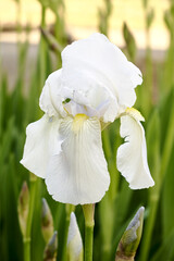 Fototapeta premium white iris blooming in the garden in spring