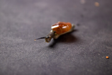 studio shoot of beautiful garden snail
