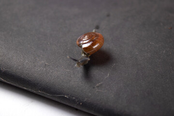 studio shoot of beautiful garden snail