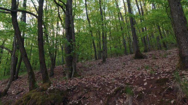 Wild goats in the forest handheld movement