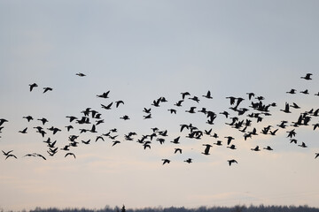 mallard duck in the wild, migratory bird, seasonal migration