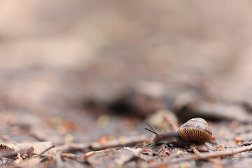 slow snail macro garden nature is small