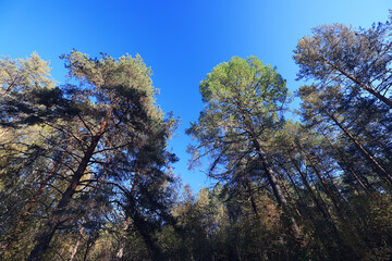 landscape spring forest background nature