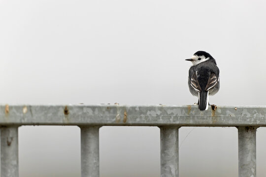 A Pied wagtail (Motacilla alba yarrellii) perched on a fence with the traffic in the background.