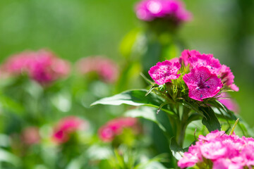 Flower Macro photography of Dianthus chinensis (China Pink) with copy space. Beautiful pink flowers of the carnation family on a green background on a sunny spring day. macro photography of flowers