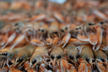 shrimp which in the fish market stacked on top of each other on light ice