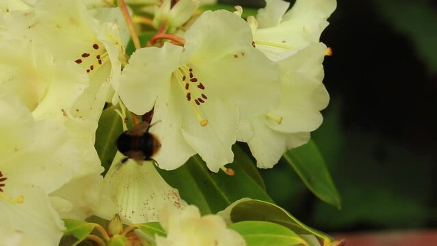 Bee on a yellow flower collecting nectar in a garden. Beautiful closeup of a Bumblebee slipping off the Horizon Monarch Rhododendron - Collecting nectar - pollinating