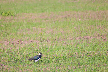 small bird in the wild in the forest