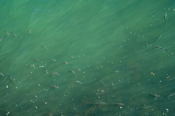 close-up of blue-green ocean water where some fish can be seen underwater