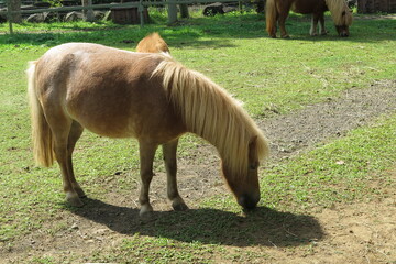 Pony horse in the field