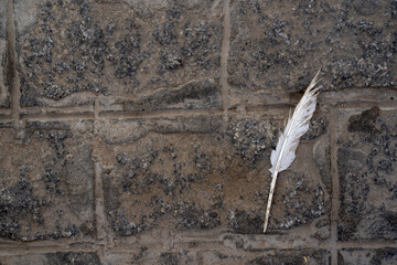 a white bird's feather has fallen on a gray dirty pavement