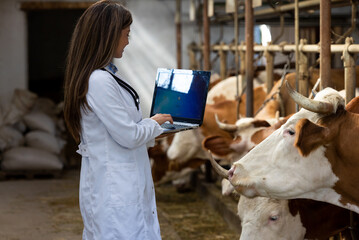 Woman veterinarian with laptop in cow stable