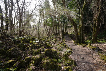 mossy rocks and trees and pathway

