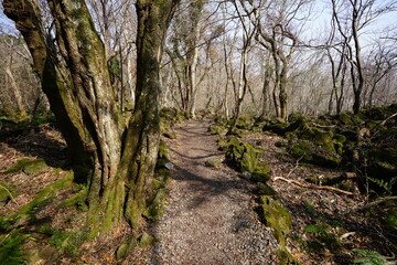 Fototapeta na wymiar mossy rocks and trees and pathway 