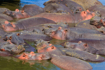 Group of hippos (Hippopotamus amphibius) in a river in Serengeti National Park, Tanzania. Wildlife of Africa