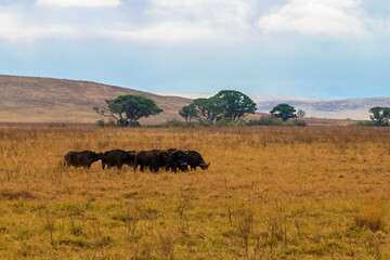Fototapeta na wymiar Herd of African buffalo or Cape buffalo (Syncerus caffer) in Ngorongoro Crater National Park in Tanzania. Wildlife of Africa