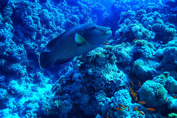 coral reef background, underwater marine life ecosystem ocean sea