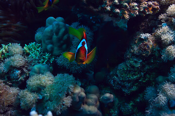 tropical sea underwater background diving ocean