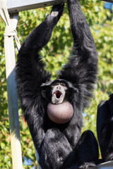 Naklejka premium ホエザル