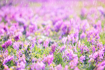 Obraz premium spring wild flowers rain drops abstract background