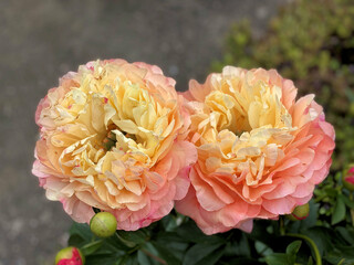 A close up of a Peony
