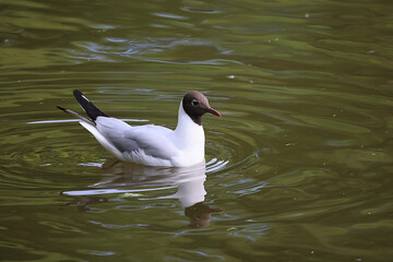 seagull in spring on the water bird nest