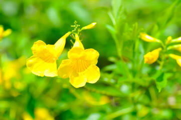 Trumpet vine, Yellow, Yellow bell or Yellow elder