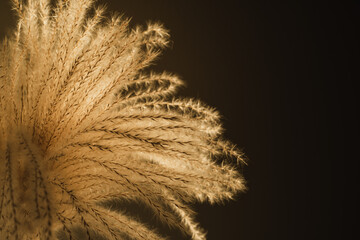 Aesthetic beige fluffy pampas grass, reeds plant against shaded wall. Minimalist Parisian vibes flower. Sunlight shadows