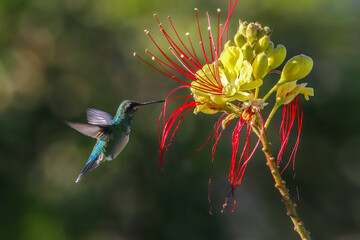 Female hummingbird plinising flowers in winter © Ruben Ziruffo