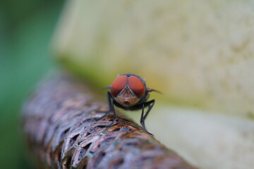 macro of a fly