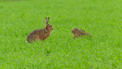 Two alert brown hares in Springtime.  Facing each other in lush green meadow, North Yorkshire, UK.  Scientific name: Lepus europaeus.  Horizontal. Copy space.
