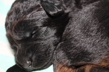 very beautiful and very cute sleeping German Shepherd puppy