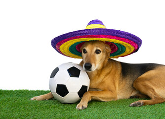 dog with mexican hat and soccer ball