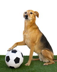 portrait of a dog posing with the soccer ball