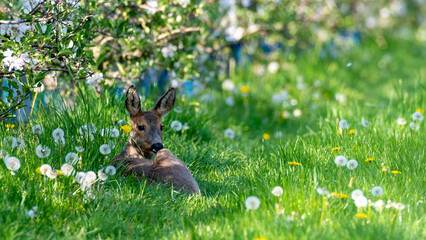 Junges Reh liegt im Gras © Michael