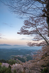 Obraz premium 吉野山の桜