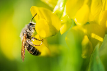 Small bee pollen nectar from yellow blossom of meadow flower