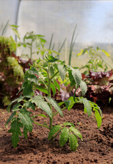 Tomato seedlings in the spring. Seedlings of tomatoes grown for the garden