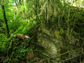 green moss on the tree