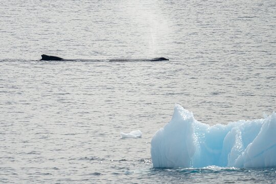 Zwergwal (Balaenoptera bonaerensis) in der Antarktis 