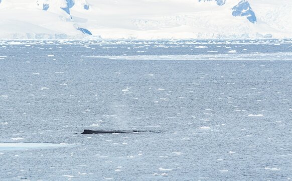 Zwergwal (Balaenoptera bonaerensis) in der Antarktis 