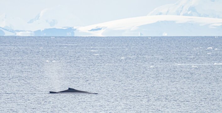 Zwergwal (Balaenoptera bonaerensis) in der Antarktis 